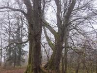 Mächtige Baumgruppe am nebligen Wanderweg
